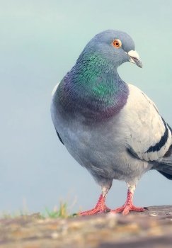 Yangi Roost ilovasi xabarlarni virtual qushlar orqali sekin yetkazadi