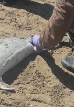 Kaspiy dengizi sohilida yuzlab tyulenlar halok bo'ldi