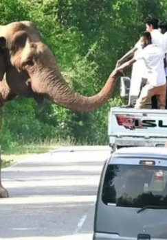 Tailandda yovvoyi fillar uchun vaksina qo‘llash boshlandi