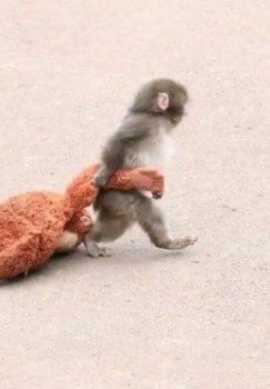 Yolg‘iz qolgan Panchga mehr ko‘rsatildi