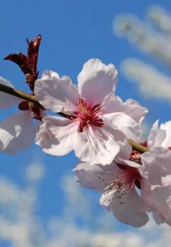 Weather in Uzbekistan on April 1: Rain and heat expected