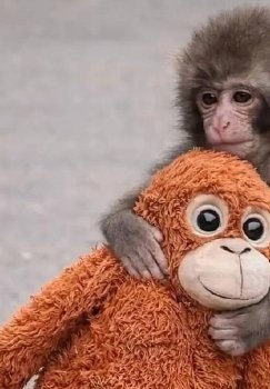 Обезьянка была отделена от своей любимой игрушки и возвращена в свою группу.