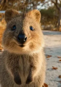 Avstraliya orolidagi restoranlarga noyob kvokkalar kirishi rasman taqiqlandi