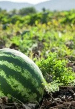 Jizzakh led in vegetable growing