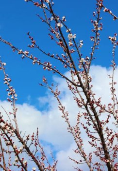 Warm spring weather expected in Uzbekistan on March 18