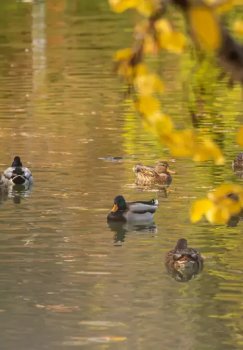4-fevral: Ko‘pchilik hududlarda havo ochiq bo‘ladi.