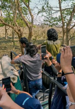 В Индии запретили использование смартфонов в тигриных заповедниках