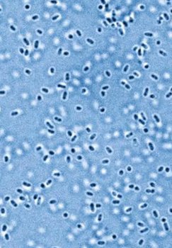 Scientists restored a 3.2 billion-year-old enzyme