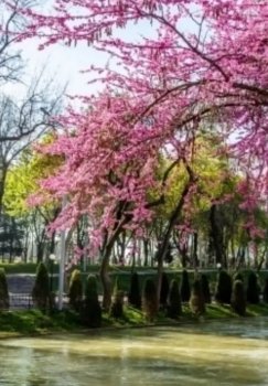 O'zbekistonda 27 mart ob-havosi: harorat va shamol o'zgaradi