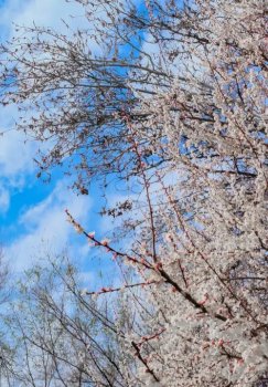 At the beginning of the week, Uzbekistan will mainly experience sunny and dry weather.