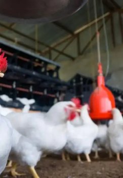 Import of live animals from India is prohibited