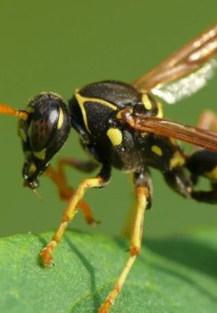 Bitta ari tufayli Avstriyada aviareys bekor qilindi