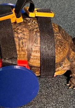 С помощью 3D-принтера была изготовлена специальная инвалидная коляска для черепахи