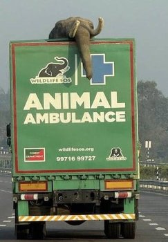 Hindistonda fillarga maxsus tez yordam mashinalari ishga tushirildi