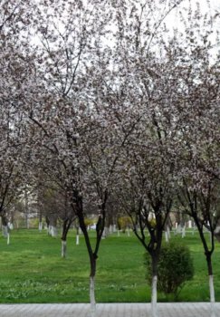 Aprel oyida O‘zbekistonda beqaror ob-havo davom etadi