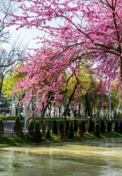 O‘zbekistonda Toza havo loyihasi boshlanmoqda