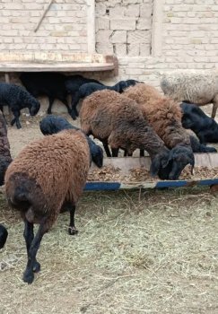 O'zbekistonda QQSning nol stavkasi qo'llaniladigan agrar mahsulotlar ro'yxati kengaytirildi