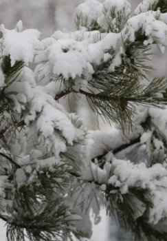 Tog‘ hududlarida qor ko‘chishi xavfi e’lon qilindi