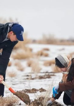 Orol tubida saksovul ekilib, ekologiya tiklanmoqda