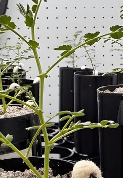Scientists have learned to grow chickpeas in Moon soil