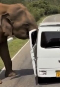 Fil rossiyalik sayyohlar mashinasiga hujum qildi