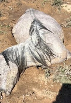 В Казахстане из-за проливных дождей погибло большое количество скота