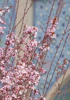 On March 14, the weather in Uzbekistan will improve