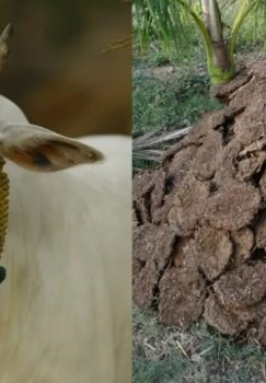 Eron inqirozi Hindistonda qoramol go'ngi talabini oshirdi