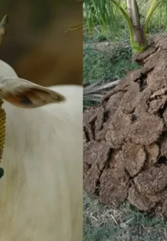 Eron inqirozi Hindistonda qoramol go'ngi talabini oshirdi