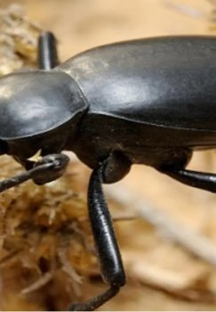 O‘zbekiston va Rossiyada qo‘ng‘izlarning 7 yangi turi aniqlandi