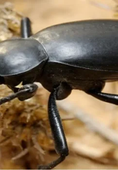 7 new species of beetles have been identified in Uzbekistan and Russia