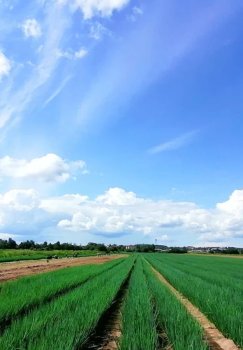 Qishloq xo‘jaligi yerlaridan foydalanishda yangi qoidalar va jarimalar joriy etildi