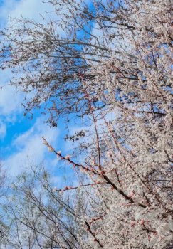 O'zbekistonda 23-fevral kuni ob-havo o'zgaruvchan bo'ladi