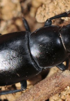 O‘zbek olimlari qo‘ng‘izlarning 7 yangi turini aniqladi