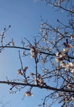 Cold weather, strong winds, and snowfall are expected in Uzbekistan.