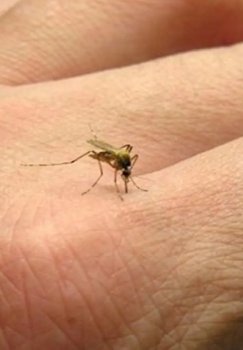 Mosquitoes have become the greatest source of danger for humanity.