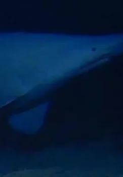 Okeanologlar noyob goblin akulasini ilk bor tabiiy muhitida tasvirga oldi