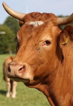 Novosibirskda pasterellyozga qarshi kurash va fermerlarning shubhalari