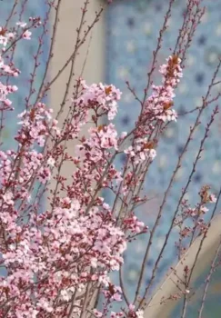 Gidromet xizmati ertangi kun ob-havo prognozini e'lon qildi