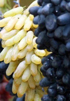 O‘zbekiston uzum eksportida Rossiyada yetakchiga aylandi