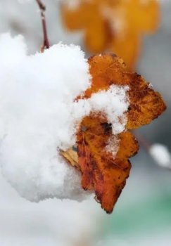 Fevral oyida iliq kunlar va sovuq qaytishi kutilmoqda