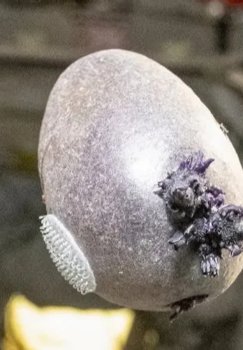 Astronavt Xalqaro kosmik stansiyada kartoshka yetishtirish tajribasini o'tkazdi