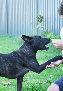 Creating a Cancer Vaccine for Dogs with the Help of Artificial Intelligence