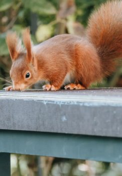 Olmaxon sabab yongan uy: oila boshpanasiz qoldi