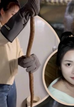 Китаянка зарабатывает огромные суммы на разведении ядовитых змей