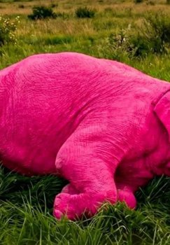 Hindistonda filni bo‘yagan rossiyalik bloger qattiq qoralanmoqda