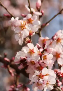 1-mart kuni O‘zbekistonda ob-havo turlicha bo‘ladi