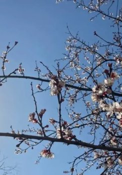 O'zbekistonda bahoriy ob-havo boshlanmoqda: quyoshli va iliq kunlar kutilmoqda