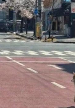 False report of escaped wolf sparks panic in South Korea