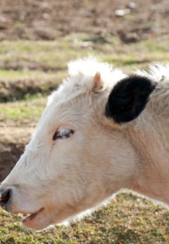 В Иркутске для узбекистанских инвесторов выделят земли под животноводство